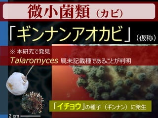 微小菌類（カビ）
「ギンナンアオカビ」                    （仮称）
※ 本研究で発見
Talaromyces   属未記載種であることが判明




           「イチョウ」の種子（ギンナン）に発生
2 cm
 