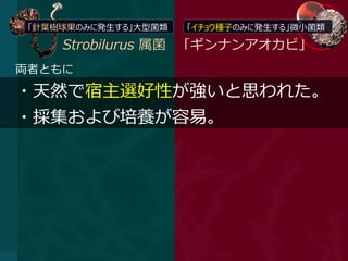 「針葉樹球果のみに発生する」大型菌類   「イチョウ種子のみに発生する」微小菌類

     Strobilurus 属菌 「ギンナンアオカビ」
両者ともに

・天然で宿主選好性が強いと思われた。
・採集および培養が容易。
 