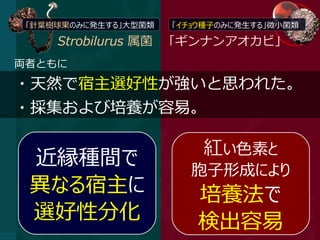 「針葉樹球果のみに発生する」大型菌類   「イチョウ種子のみに発生する」微小菌類

     Strobilurus 属菌 「ギンナンアオカビ」
両者ともに

・天然で宿主選好性が強いと思われた。
・採集および培養が容易。

                          紅い色素と
 近縁種間で                  胞子形成により
 異なる宿主に                  培養法で
 選好性分化                   検出容易
 