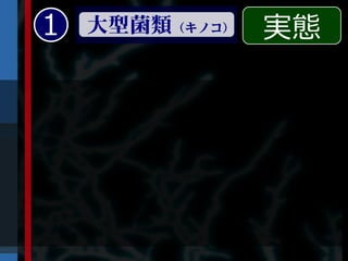 1   大型菌類（キノコ）   実態
 