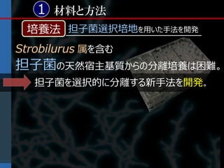 1 材料と方法
 培養法 担子菌選択培地を用いた手法を開発
Strobilurus 属を含む
担子菌の天然宿主基質からの分離培養は困難。
   担子菌を選択的に分離する新手法を開発。
 