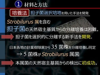 1 材料と方法
 培養法 担子菌選択培地を用いた手法を開発
Strobilurus 属を含む
担子菌の天然宿主基質からの分離培養は困難。
   担子菌を選択的に分離する新手法を開発。

日本各地の針葉樹球果から       35 菌株を分離培養し同定
　　　→   5 菌株が Strobilurus 属菌
   本属菌の天然宿主基質からの検出に初成功。
 