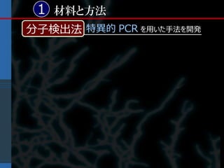 1 材料と方法
分子検出法 特異的 PCR を用いた手法を開発
 