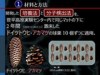 1 材料と方法
開発した   培養法   と   分子検出法         を、
菅平高原実験センター内で同じマットの下に
2 年間 （2010.11-2012.11）置床した
ドイツトウヒ・アカマツの球果 10 個ずつに適用。




ドイツトウヒ アカマツ      （約10 cm間隔で交互に置床）
 