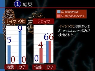 1 結果
                       S. esculentus
                       S. stephanocystis

ドイツトウヒ      アカマツ
     9                ・ドイツトウヒ球果からは
                      S. esculentus のみが

5                66   検出された。

             4
 0 0 0
培養   分子     培養   分子
 