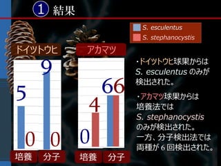 1 結果
                       S. esculentus
                       S. stephanocystis

ドイツトウヒ      アカマツ
     9                ・ドイツトウヒ球果からは
                      S. esculentus のみが

5                66   検出された。

             4        ・アカマツ球果からは
                      培養法では
                      S. stephanocystis
                      のみが検出された。

 0 0 0                一方、分子検出法では
                      両種が 6 回検出された。
培養   分子     培養   分子
 