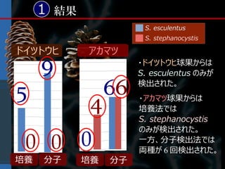 1 結果
                       S. esculentus
                       S. stephanocystis

ドイツトウヒ      アカマツ
     9                ・ドイツトウヒ球果からは
                      S. esculentus のみが

5                66   検出された。

             4        ・アカマツ球果からは
                      培養法では
                      S. stephanocystis
                      のみが検出された。

 0 0 0                一方、分子検出法では
                      両種が 6 回検出された。
培養   分子     培養   分子
 