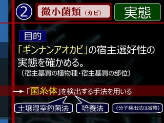 2   微小菌類（カビ）      実態
目的
「ギンナンアオカビ」の宿主選好性の
実態を確かめる。
（宿主基質の植物種・宿主基質の部位）

 「菌糸体」を検出する手法を用いる

土壌湿室釣菌法   培養法   （分子検出法は省略）
 