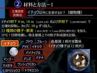 2 材料と方法－１
    土壌湿室     イチョウ以外に生息するか？（植物種）
     釣菌法

イチョウ樹下 0 m, 18 m （上田市上田）および非樹下（上田市菅平高原）で
土壌を採取し、カップに 10 g ずつ投入。
13 種類の種子・果実（ 48 h 50℃ → 5 mm 四方に断片化）を加え、
25℃ 7 日間培養し、宿主基質上での胞子形成菌を記録。

            ブドウ    プルーン  各基質 3 断片を置床
 イチョウ                   （イチョウ種子は 12 断片）
           アケビ イチジク
            パイナップル
マンゴー       アンズ    バナナ

マメガキ    ウンシュウミカン
ヒヨドリジョウゴ    トウモロコシ
 