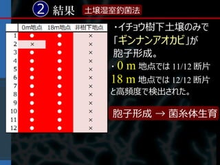 2 結果   土壌湿室釣菌法

          ・イチョウ樹下土壌のみで
          「ギンナンアオカビ」が
          胞子形成。
          ・0 m 地点では 11/12 断片
          18 m 地点では 12/12 断片
          と高頻度で検出された。

          胞子形成 → 菌糸体生育
 