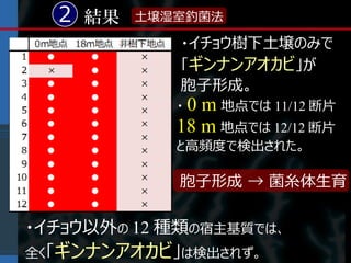 2 結果   土壌湿室釣菌法

             ・イチョウ樹下土壌のみで
             「ギンナンアオカビ」が
             胞子形成。
            ・0 m 地点では 11/12 断片
            18 m 地点では 12/12 断片
            と高頻度で検出された。

             胞子形成 → 菌糸体生育


・イチョウ以外の 12 種類の宿主基質では、
全く「ギンナンアオカビ」は検出されず。
 