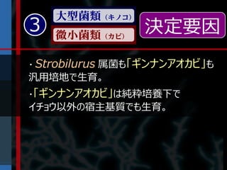 大型菌類（キノコ）
3   微小菌類（カビ）
                 決定要因
・ Strobilurus 属菌も「ギンナンアオカビ」も
汎用培地で生育。
・「ギンナンアオカビ」は純粋培養下で
イチョウ以外の宿主基質でも生育。
 