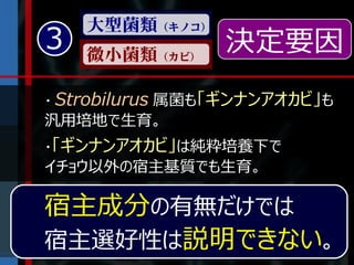 大型菌類（キノコ）
3   微小菌類（カビ）
                 決定要因
・ Strobilurus 属菌も「ギンナンアオカビ」も
汎用培地で生育。
・「ギンナンアオカビ」は純粋培養下で
イチョウ以外の宿主基質でも生育。

宿主成分の有無だけでは
宿主選好性は説明できない。
 