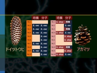 培養 分子   培養 分子




ドイツトウヒ                   アカマツ
 