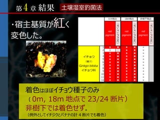 第4 章   結果    土壌湿室釣菌法


・宿主基質が紅く
変色した。




  着色はほぼイチョウ種子のみ
  （ 0m, 18m 地点で 23/24 断片）
  非樹下では着色せず。
  （例外としてイチジクとバナナの計 4 断片でも着色）
 