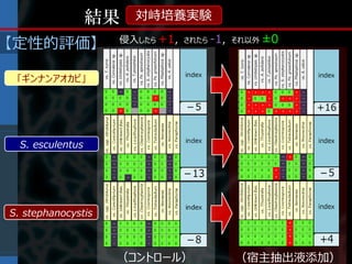 結果   対峙培養実験
                    侵入したら +1, されたら -1, それ以外 ±0
【定性的評価】

 「ギンナンアオカビ」




  S. esculentus




S. stephanocystis



                    （コントロール）          （宿主抽出液添加）
 