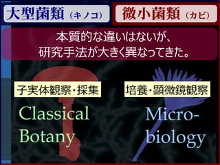 大型菌類（キノコ） 微小菌類（カビ）
    本質的な違いはないが、
   研究手法が大きく異なってきた。


子実体観察・採集     培養・顕微鏡観察

 Classical    Micro-
 Botany       biology
 