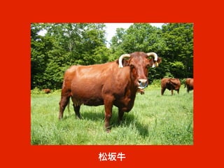 松坂牛
 
