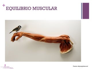 +
EQUILIBRIO MUSCULAR
Fuente: whynotpilates.net
 