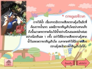 • การดูแลรักษา
การให้นา เนืองจากผักกาดเขียวกวางตุงเป็นผักที่
้ ่
้
ต้องการน้ามาก และมีการเจริญเติบโตอย่างรวดเร็ว
ดังนันเกษตรกรจะต้องให้นาอย่างพึงพอและสม่าเสมอ
้
้
อย่างน้อยวันละ 1 ครัง อย่าให้ผักกาดเขียวกวางตุงขาด
้
้
น้าในระยะการเจริญเติบโต เพราะจะทาให้ผกกาดเขียว
ั
กวางตุงชะงักการเจริญเติบโตได้
้

ย้อนกลับ

หน้าถัดไป

 