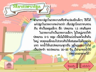 วิธการเพาะปลูก
ี
• สามารถปลูกในกระถางหรือทาแปลงผักเล็กๆ ไว้กได้
็
แต่ปลูกในกระถางจะง่ายกว่า เริมปลูกโดยการพรวน
่
ดิน ทาเป็นหลุมเล็กๆ ลึก ประมาณ 1.5 เซนติเมตร
ในกระถางถ้าเป็นกระถางเล็กๆ ไม่ใหญ่มากก็ทา
ประมาณ 3-5 หลุม เพื่อไม่ให้ผกแย่งน้าและโตเร็วต้น
ั
ใหญ่ หยอดเมล็ดลงไปกลบดินให้เสมอแต่ไม่ตองแน่น
้
มาก รดน้าให้พอประมาณทุกๆวัน หมันดูแลเอาใจใส่
่
เป็นประจา รอประมาณ 30-35 วัน ก็สามารถนาไป
ประกอบอาหารได้
ย้อนกลับ

หน้าถัดไป

 