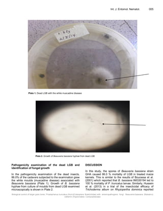 Biological control of larger grain borer, Prostephanus truncatus (Horn)(Coleoptera: Bostrichidae) with entomopathogenic fungi - Beauveria bassiana (Balsamo)
vaillemin (Hypocreales: Cordycipitaceae)
Int. J. Entomol. Nematol. 005
Plate 1. Dead LGB with the white muscadine disease
Plate 2. Growth of Beauveria bassiana hyphae from dead LGB
Pathogenicity examination of the dead LGB and
identification of fungal growth
In the pathogenicity examination of the dead insects,
86.0% of the cadavers subjected to the examination grew
the white moulds (muscadine disease) associated with
Beauveria bassiana (Plate 1). Growth of B. bassiana
hyphae from culture of moulds from dead LGB examined
microscopically is shown in Plate 2.
DISCUSSION
In this study, the spores of Beauveria bassiana strain
GHA caused 86.0 % mortality of LGB in treated maize
kernels. This is similar to the results of Bourassa et al.
(2001) which reported that B. bassiana IMI330194 led to
100 % mortality of P. truncatus larvae. Similarly, Hussein
et al. (2013) in a trial of the insecticidal efficacy of
Trichoderma album on Rhyzopertha dominica reported
 