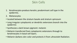 Skin Cells
1. Keratinocytes-produce keratin; predominant cell type in the
epidermis.
2. Melanocytes
• located between the stratum basale and stratum spinosum
• Long irregular cytoplasmic or dendritic extensions branch into the
epidermis
• Synthesize a dark brown pigment: melanin
• Melanin transferred from cytoplasmic extensions through to
keratinocytes in basal cell layers.
• Melanin darkens skin color and protects it from ultraviolet Radiation.
 