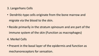 3. Langerhans Cells
• Dendritic-type cells originate from the bone marrow and
migrate via the blood to the skin.
• Reside primarily in the stratum spinosum and are part of the
immune system of the skin (Function as macrophages)
4. Merkel Cells
• Present in the basal layer of the epidermis and function as
mechanoreceptors for sensation.
 