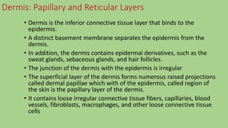 Dermis: Papillary and Reticular Layers
• Dermis is the inferior connective tissue layer that binds to the
epidermis.
• A distinct basement membrane separates the epidermis from the
dermis.
• In addition, the dermis contains epidermal derivatives, such as the
sweat glands, sebaceous glands, and hair follicles.
• The junction of the dermis with the epidermis is irregular
• The superficial layer of the dermis forms numerous raised projections
called dermal papillae which with of the epidermis, called region of
the skin is the papillary layer of the dermis.
• It contains loose irregular connective tissue fibers, capillaries, blood
vessels, fibroblasts, macrophages, and other loose connective tissue
cells
 