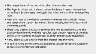 • The deeper layer of the dermis is called the reticular layer.
• This layer is thicker and is characterized by dense irregular connective
tissue fibers (mainly type I collagen) and is less cellular than the papillary
layer.
• Also, this layer of the dermis can withstand more mechanical stresses
and can provide support for nerves, blood vessels, hair follicles, and all
the sweat glands.
• There is no distinct boundary between the two dermal layers, and the
papillary layer blends with the reticular layer Certain regions of the skin
exhibit arteriovenous anastomoses used for temperature regulation.
• Here, blood passes directly from the arteries into the veins.
• In addition, the dermis contains numerous sensory receptors (Meissner
corpuscles and Pacinian corpuscles)
 