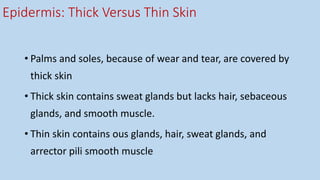 Epidermis: Thick Versus Thin Skin
• Palms and soles, because of wear and tear, are covered by
thick skin
• Thick skin contains sweat glands but lacks hair, sebaceous
glands, and smooth muscle.
• Thin skin contains ous glands, hair, sweat glands, and
arrector pili smooth muscle
 