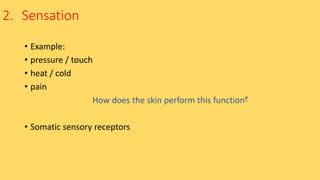 2. Sensation
• Example:
• pressure / touch
• heat / cold
• pain
How does the skin perform this function?
• Somatic sensory receptors
 