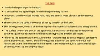 THE SKIN
• Skin is the largest organ in the body.
• Its derivatives and appendages form the integumentary system.
• In humans, skin derivatives include nails, hair, and several types of sweat and sebaceous
glands.
• The surfaces of the body are covered either by thin skin or thick skin.
• Skin or integument, consists of distinct regions--the superficial epidermis and a deep dermis.
• The surface layer of the skin, or the epidermis, is nonvascular and is lined by keratinized
stratified squamous epithelium with distinct cell types and different cell layers.
• Inferior to the epidermis is the vascular dermis ,characterized by dense irregular connective
tissue, blood vessels, nerves, and different glands In some of the body, numerous hair
follicles are visible in the de Beneath the dermis is the hypodermis, or a subcutaneous layer
of connective tissue and adipose tissue
 