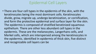 Epidermal Cell Layers
• There are four cell types in the epidermis of the skin, with the
keratinocytes being the most dominant cells. Keratinocytes
divide, grow, migrate up, undergo keratinization, or cornification,
and form the protective epidermal and surface layer for the skin.
The epidermis is composed of stratified keratinized squamous
epithelium. There are other less abundant cell types in the
epidermis. These are the melanocytes, Langerhans cells, and
Merkel cells, which are interspersed among the keratinocytes in
the epidermis. identified In epidermis of thick skin, five distinct
and recognizable cell layers can be
 