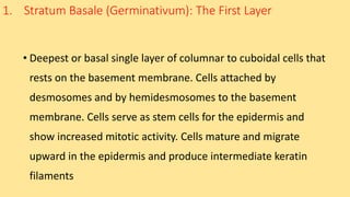 1. Stratum Basale (Germinativum): The First Layer
• Deepest or basal single layer of columnar to cuboidal cells that
rests on the basement membrane. Cells attached by
desmosomes and by hemidesmosomes to the basement
membrane. Cells serve as stem cells for the epidermis and
show increased mitotic activity. Cells mature and migrate
upward in the epidermis and produce intermediate keratin
filaments
 