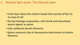2. Stratum Spin osum: The Second Layer
• Is the layer above the stratum basale that consists of four to
six rows of cell
• During histologic preparation, cells shrink and intercellular
spaces appear as spines
• Cells synthesize keratin filaments.
• Spines represent sites of desmosome attachments to keratin
filaments.
 