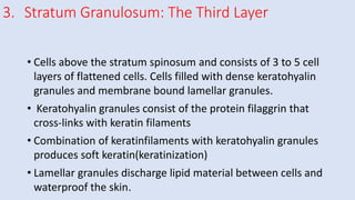 3. Stratum Granulosum: The Third Layer
• Cells above the stratum spinosum and consists of 3 to 5 cell
layers of flattened cells. Cells filled with dense keratohyalin
granules and membrane bound lamellar granules.
• Keratohyalin granules consist of the protein filaggrin that
cross-links with keratin filaments
• Combination of keratinfilaments with keratohyalin granules
produces soft keratin(keratinization)
• Lamellar granules discharge lipid material between cells and
waterproof the skin.
 