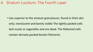 4. Stratum Lucidum: The Fourth Layer
• Lies superior to the stratum granulosum, found in thick skin
only; translucent and barely visible The tightly packed cells
lack nuclei or organelles and are dead. The flattened cells
contain densely packed keratin filaments.
 