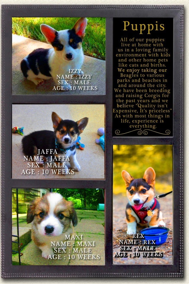 cheap corgis near me