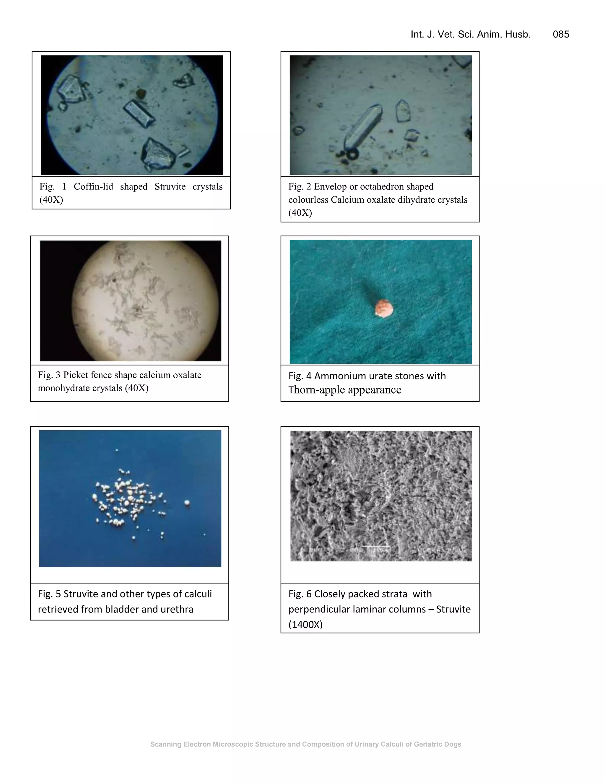 Scanning Electron Microscopic Structure and Composition of Urinary Calculi of Geriatric Dogs
Int. J. Vet. Sci. Anim. Husb. 085
Fig. 1 Coffin-lid shaped Struvite crystals
(40X)
Fig. 2 Envelop or octahedron shaped
colourless Calcium oxalate dihydrate crystals
(40X)
Fig. 3 Picket fence shape calcium oxalate
monohydrate crystals (40X)
Fig. 4 Ammonium urate stones with
Thorn-apple appearance
Fig. 5 Struvite and other types of calculi
retrieved from bladder and urethra
Fig. 6 Closely packed strata with
perpendicular laminar columns – Struvite
(1400X)
 