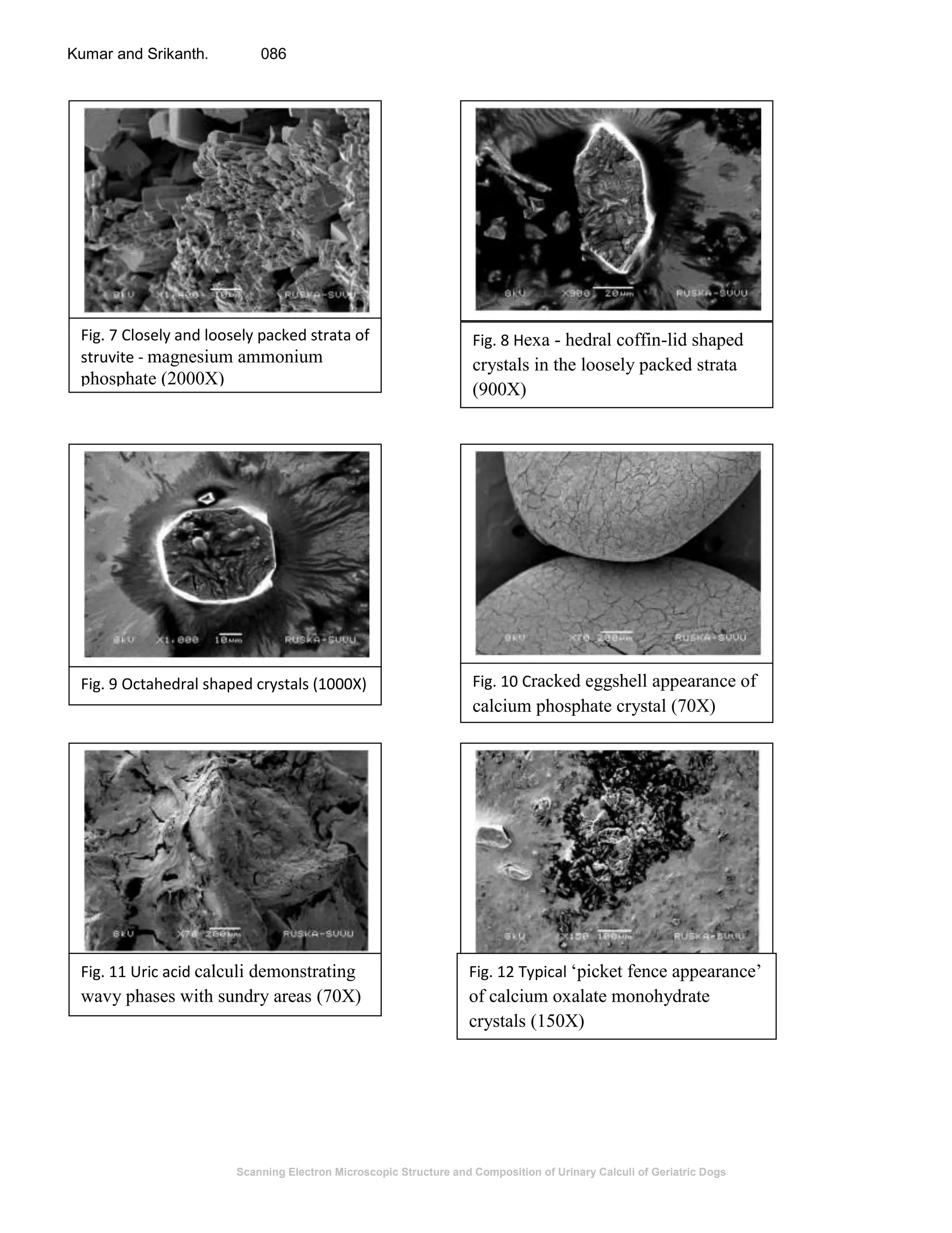 Scanning Electron Microscopic Structure and Composition of Urinary Calculi of Geriatric Dogs
Kumar and Srikanth. 086
Fig. 7 Closely and loosely packed strata of
struvite - magnesium ammonium
phosphate (2000X)
Fig. 8 Hexa - hedral coffin-lid shaped
crystals in the loosely packed strata
(900X)
Fig. 9 Octahedral shaped crystals (1000X) Fig. 10 Cracked eggshell appearance of
calcium phosphate crystal (70X)
Fig. 11 Uric acid calculi demonstrating
wavy phases with sundry areas (70X)
Fig. 12 Typical ‘picket fence appearance’
of calcium oxalate monohydrate
crystals (150X)
 