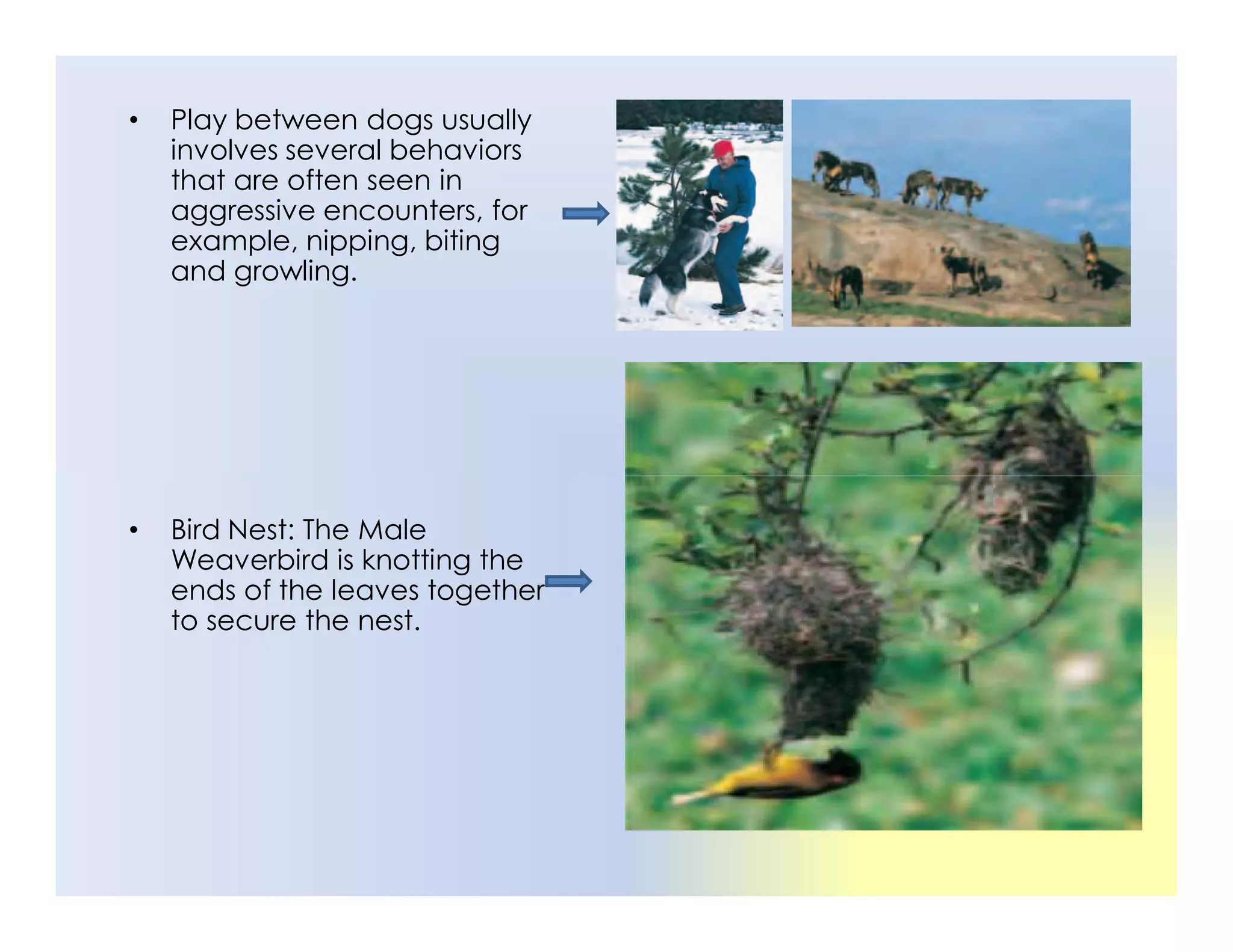• Play between dogs usually
involves several behaviors
that are often seen in
aggressive encounters, for
example, nipping, biting
and growling.
• Bird Nest: The Male
Weaverbird is knotting the
ends of the leaves together
to secure the nest.
 