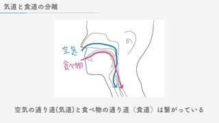 気道と食道の分離
空気の通り道(気道)と食べ物の通り道（食道）は繋がっている
 