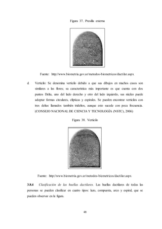 48
Figura 37. Presilla externa
Fuente: http://www.biometria.gov.ar/metodos-biometricos/dactilar.aspx
d. Verticilo: Se denomina verticilo debido a que sus dibujos en muchos casos son
similares a las flores; su característica más importante es que cuenta con dos
puntos Delta, uno del lado derecho y otro del lado izquierdo, sus núcleo puede
adoptar formas circulares, elípticas y espirales. Se pueden encontrar verticilos con
tres deltas llamados también trideltos, aunque esto sucede con poca frecuencia.
(CONSEJO NACIONAL DE CIENCIA Y TECNOLOGÍA (NSTC), 2006)
Figura 38. Verticilo
Fuente: http://www.biometria.gov.ar/metodos-biometricos/dactilar.aspx
3.8.4 Clasificación de las huellas dactilares. Las huellas dactilares de todas las
personas se pueden clasificar en cuatro tipos: lazo, compuesta, arco y espiral, que se
pueden observar en la figura.
 