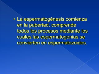 • La espermatogénesis comienza
  en la pubertad, comprende
  todos los procesos mediante los
  cuales las espermatogonias se
  convierten en espermatozoides.
 
