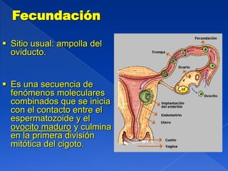 Fecundación

 Sitio usual: ampolla del
  oviducto.


 Es una secuencia de
  fenómenos moleculares
  combinados que se inicia
  con el contacto entre el
  espermatozoide y el
  ovocito maduro y culmina
  en la primera división
  mitótica del cigoto.
 