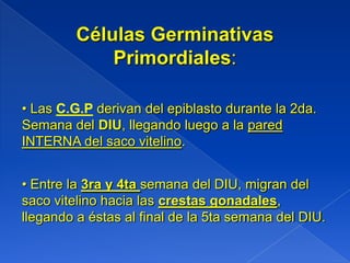 Células Germinativas
             Primordiales:

• Las C.G.P derivan del epiblasto durante la 2da.
Semana del DIU, llegando luego a la pared
INTERNA del saco vitelino.


• Entre la 3ra y 4ta semana del DIU, migran del
saco vitelino hacia las crestas gonadales,
llegando a éstas al final de la 5ta semana del DIU.
 