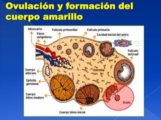 Ovulación y formación del
cuerpo amarillo
 