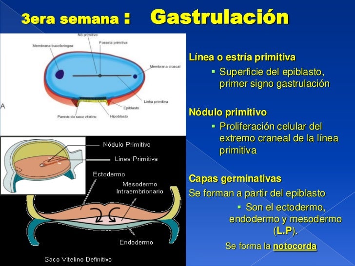 Mesodermo ectodermo y endodermo embriologia pdf writer