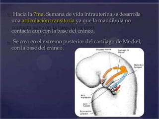 embriologia-de-la-articular-temporomandibular-pptx